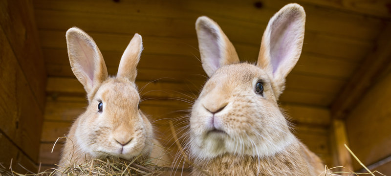 rabbits in a hutch
