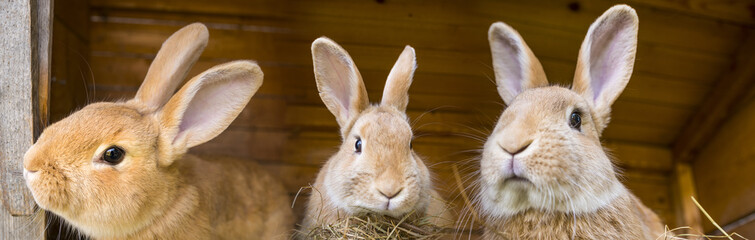Fototapeta premium króliki w klatce
