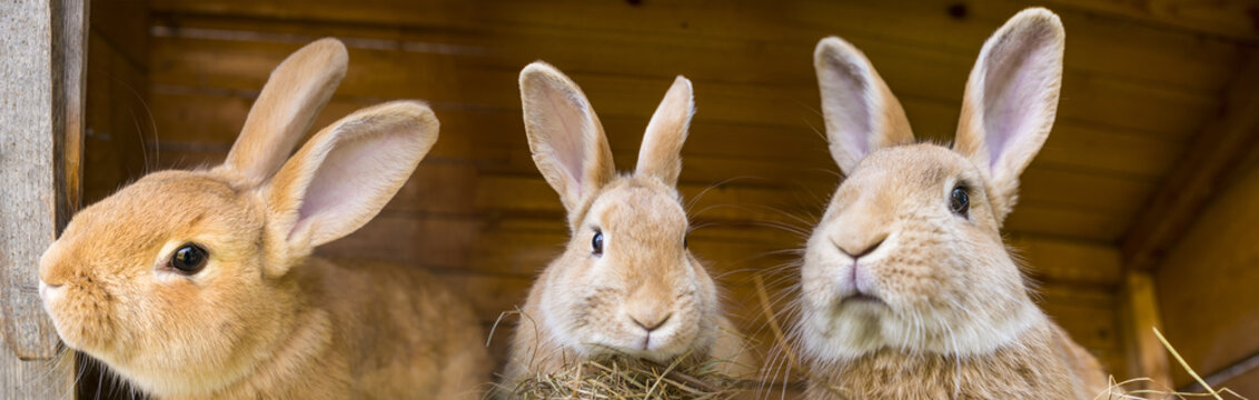 Rabbits In A Hutch