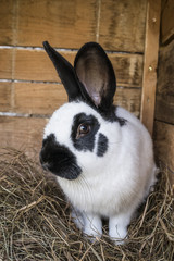 black and white rabbit