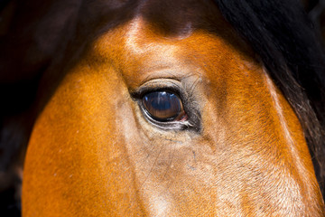 Horse eye close-up