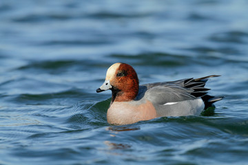 male widgeon