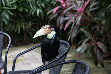 Close up of colorful keel-billed toucan tropical bird in Bali Zoo park, Indonesia. © belart84