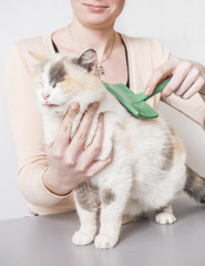 pielęgnacja kota © anix