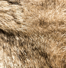 Fluffy cat hair as background