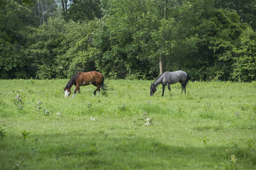 Horses