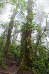 Deep in lush foggy rainforest