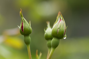 Rose Bud + Water Drop