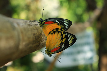 Close up Monarch butterfly breeding