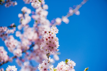Fototapeta premium Frühe Zierkirsche - Prunus Accolade
