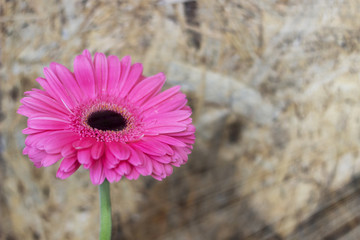Closeup of gerbera flower in  the summer