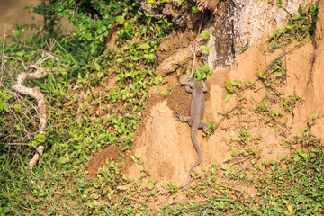 Fototapeta premium Monitor lizard in Sri Lanka