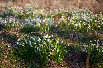 White spring snowflake flowers (leucojum vernum), springtime background.