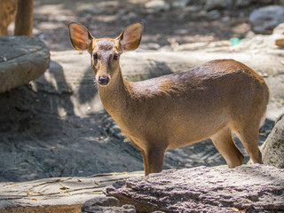 Image of a deer on nature background. wild animals.