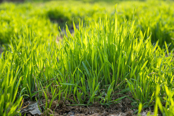 Obraz premium Young spring grass growing from fertilizer