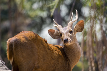 Image of a deer on nature background. wild animals.