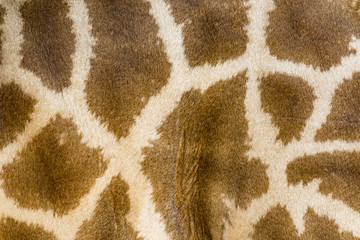 Genuine leather skin of giraffe with light and dark brown spots.