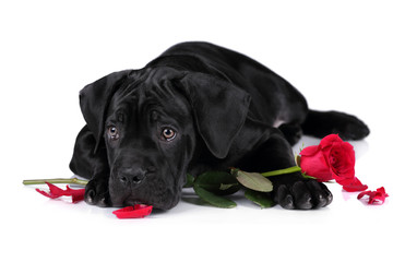 Cute Puppy Italian Cane Corso with flowers on a white background