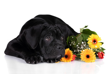 Cute Puppy Italian Cane Corso with flowers on a white background
