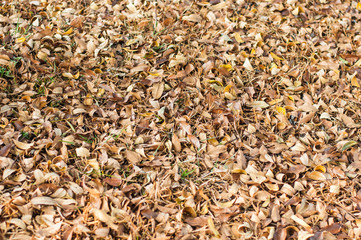 Dry leave fall in garden,autumm season,selective focus.