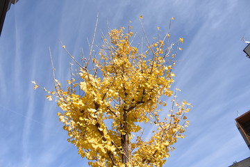Colour of autumn leaves in Japan