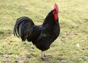 Coq noir du Berry