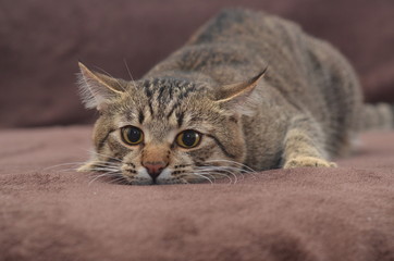 cat, animal, pet, feline, domestic, Tiger, striped, gray, fur, muzzle, Ball, play, cat, play, attack, wait,