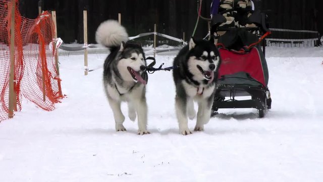 Tired Sled husky and malamute are in the finals of dog race. Workers siberian huskies of the North to championship. Sports laika animals in the winter. 