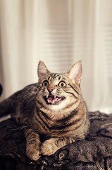 cat, animal, pet, feline, domestic, cat, animal, pet, feline, domestic, mouth, teeth, fangs, kotyara
