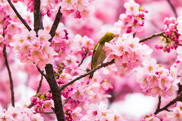 The Japanese White-eye and cherry blossoms. Located in Tokyo Prefecture Japan.