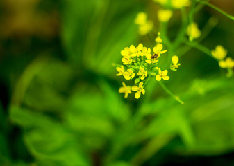 Yellow flowers on a green background