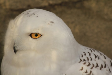 Snowy owl left side with an eye open