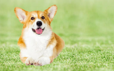 Dog lies on the green grass