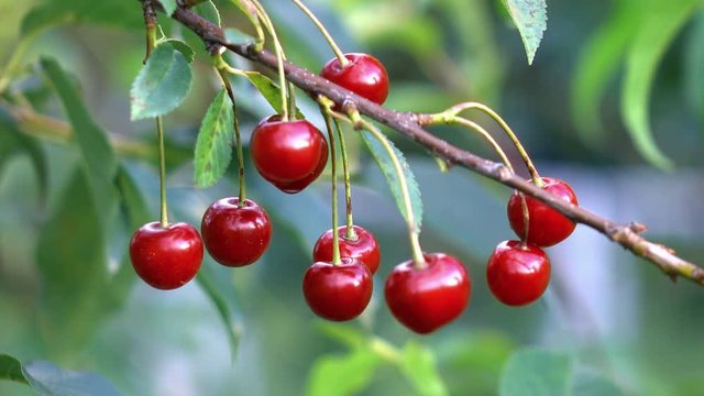 High quality video cherry tree in 4K