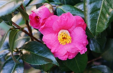 A pink camelia japonica flower in bloom