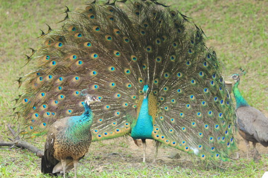 Indian peafowl dancing at a peahen with another one behind