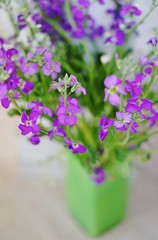 Bouquet of fragrant purple stock flowers (matthiola)
