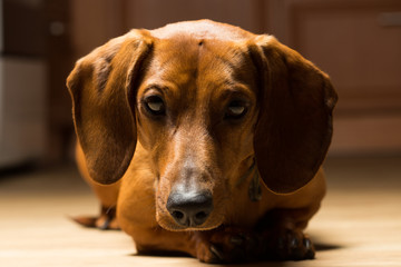 Red Dachshund lies on the floor pricked-up ears