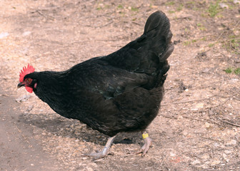Poule noire du Berry