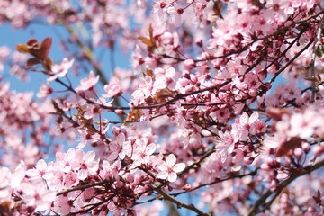 Mandelbaum in voller Blüte