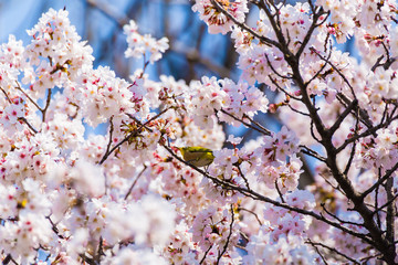 The Japanese White-eye and cherry blossoms. Located in Tokyo Prefecture Japan.