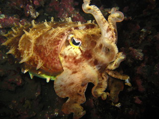 Oktopus © wernerrieger