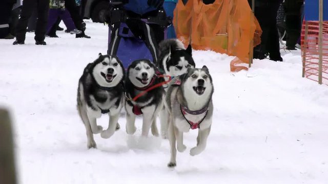 Team sled husky at finish of dog race. Workers siberian huskies of the North to championship. Sports laika animals in the winter. 