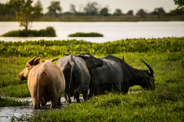 Herd of buffalo grazing in the lake