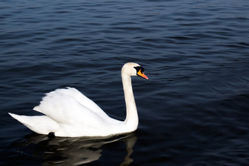 White swan in the foggy lake at the dawn. Morning lights. Romantic background.