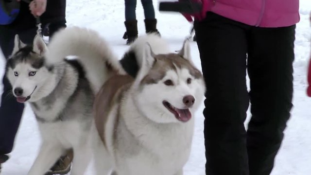 Husky furry grey are on leashes with their owners. Sled dogs waiting for the upcoming competitions in mushing. Workers sports of the North to championship.