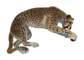Obraz na płótnie Canvas 3D Rendering Big Cat Cheetah on White