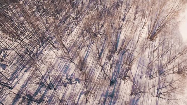 Spring forest in the Ural Mountains on a sunny day, Bashkortostan, Russia