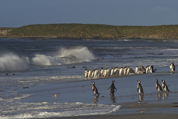 Large group of Gentoo Penguins (Pygoscelis papua) returning to land after a short early morning swim in the sea on Sealion Island in the Falkland Islands. Magellanic Penguins in the foreground.