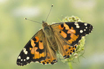 Fototapeta premium Distelfalter